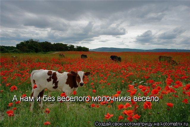 А нам и без веселого молочника весело... Котоматрица: А нам и без веселого молочника весело