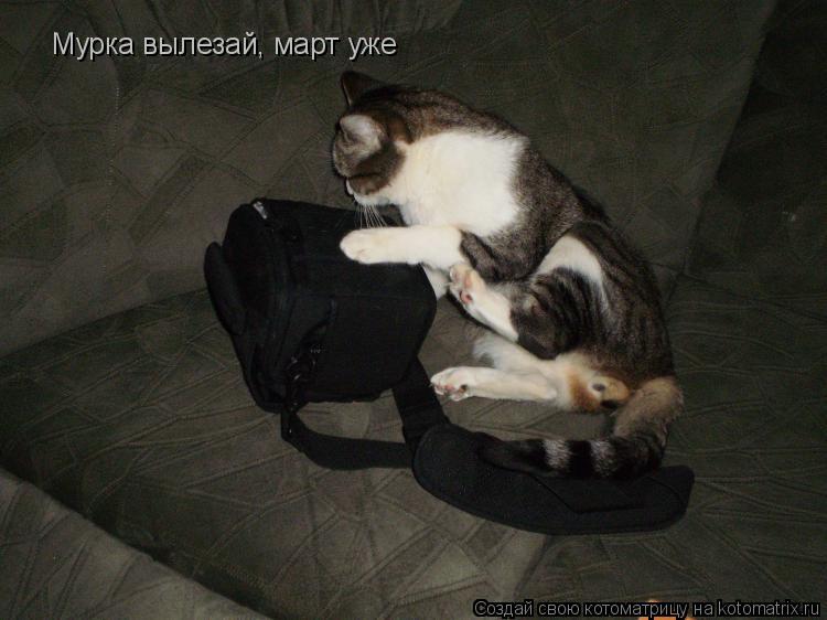 Мурка вылезай, март уже... Котоматрица: Мурка вылезай, март уже