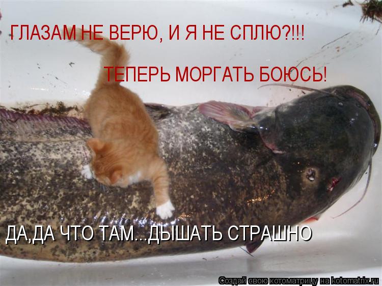ГЛАЗАМ НЕ ВЕРЮ, И Я НЕ СПЛЮ!!! ТЕПЕРЬ МОРГАТЬ БОЮСЬ! ДА, ДА ЧТО ТАМ...ДЫШАТЬ СТРАШНО ГЛАЗАМ НЕ ВЕРЮ, ... Котоматрица: ГЛАЗАМ НЕ ВЕРЮ, И Я НЕ СПЛЮ!!! ТЕПЕРЬ МОРГАТЬ БОЮСЬ! ДА, ДА ЧТО ТАМ...ДЫШАТЬ СТРАШНО ГЛАЗАМ НЕ ВЕРЮ, И Я НЕ СПЛЮ?!!! ТЕПЕРЬ МОРГАТЬ БОЮСЬ! ДА,ДА ЧТ