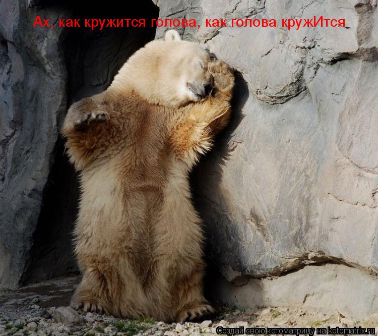 Ах, как кружится голова, как голова кружИтся... Котоматрица: Ах, как кружится голова, как голова кружИтся