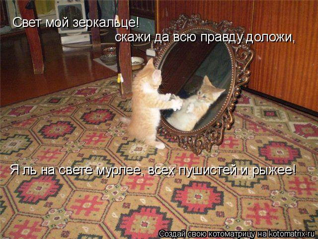 Свет мой зеркальце! скажи да всю правду доложи, Я ль на свете мурлее, всех пушистей и рыжее!... Котоматрица: Свет мой зеркальце! скажи да всю правду доложи, Я ль на свете мурлее, всех пушистей и рыжее!
