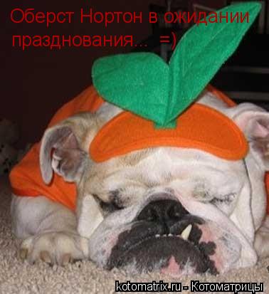 Оберст Нортон в ожидании празднования... =)... Котоматрица: Оберст Нортон в ожидании празднования... =)