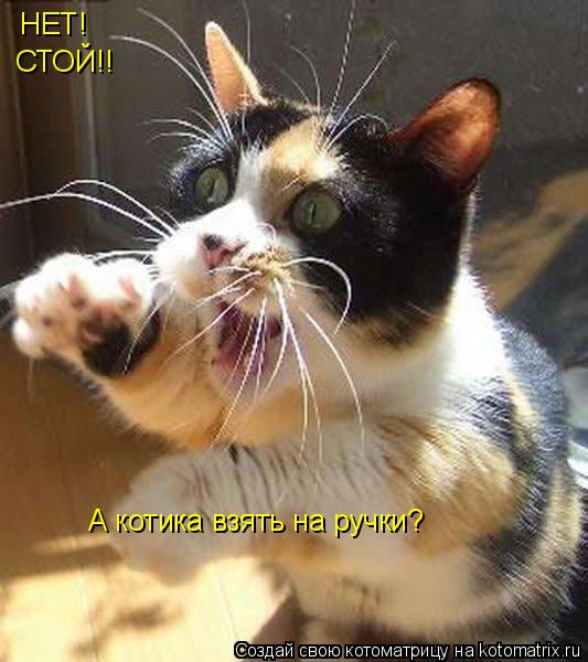 НЕТ! СТОЙ!! А котика взять на ручки?... Котоматрица: НЕТ! СТОЙ!! А котика взять на ручки?