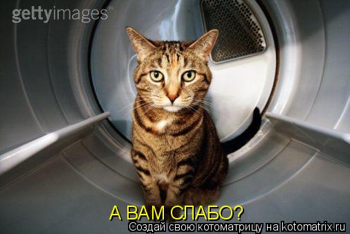 А ВАМ СЛАБО?... Котоматрица: А ВАМ СЛАБО?