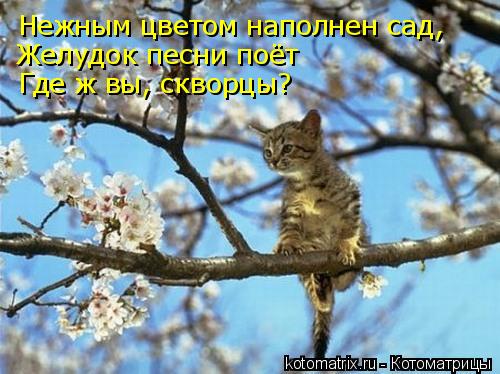 Нежным цветом наполнен сад, Желудок песни поёт Где ж вы, скворцы?... Котоматрица: Нежным цветом наполнен сад, Желудок песни поёт Где ж вы, скворцы?