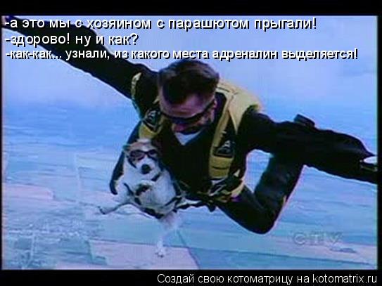 -а это мы с хозяином с парашютом прыгали! -здорово! ну и как? -как-как... узнали, из какого места адр... Котоматрица: -а это мы с хозяином с парашютом прыгали! -здорово! ну и как? -как-как... узнали, из какого места адреналин выделяется!