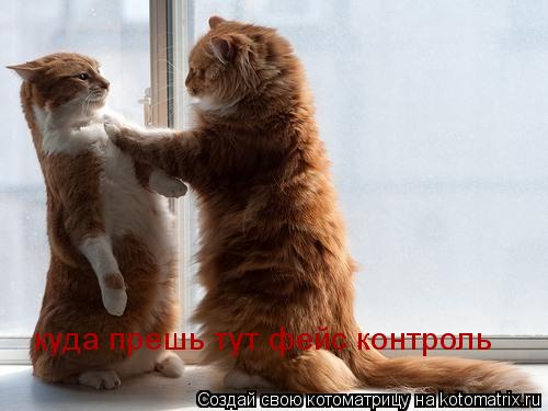 куда прешь тут фейс контроль... Котоматрица: куда прешь тут фейс контроль