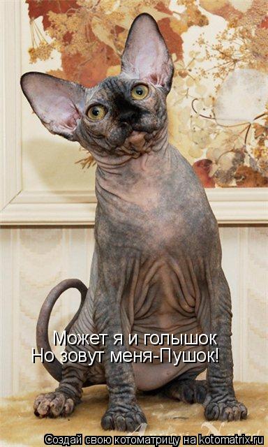 Может я и голышок Но зовут меня-Пушок!... Котоматрица: Может я и голышок Но зовут меня-Пушок!