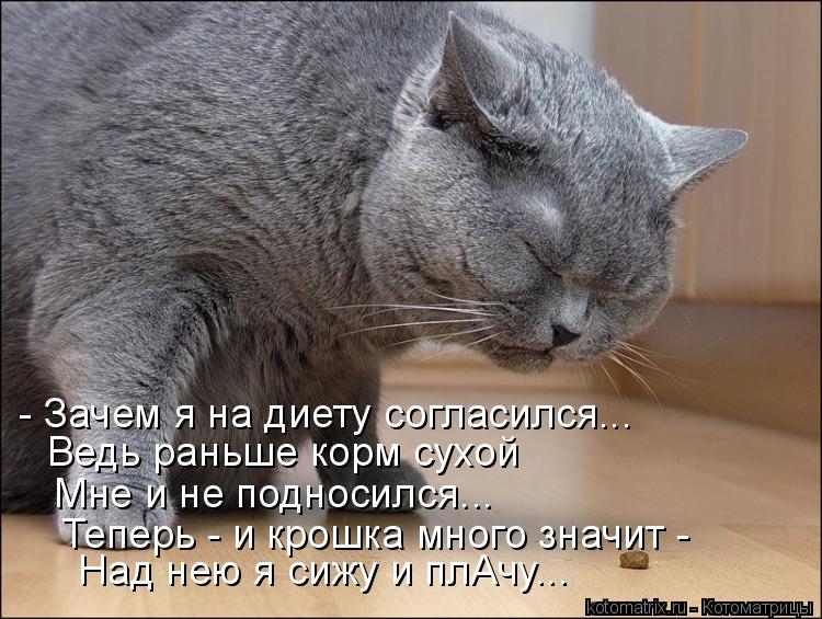 - Зачем я на диету согласился... Ведь раньше корм сухой Мне и не подносился... Теперь - и крошка мно... Котоматрица: - Зачем я на диету согласился... Ведь раньше корм сухой Мне и не подносился... Теперь - и крошка много значит - Над нею я сижу и плАчу...