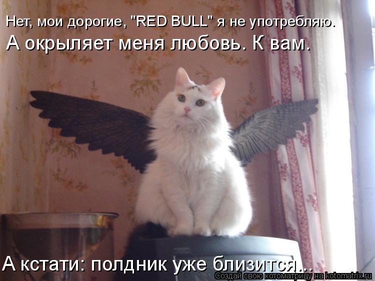Нет, мои дорогие, "RED BULL" я не употребляю. А окрыляет меня любовь. К вам. А кстати: полдник уже бл... Котоматрица: Нет, мои дорогие, "RED BULL" я не употребляю. А окрыляет меня любовь. К вам. А кстати: полдник уже близится...