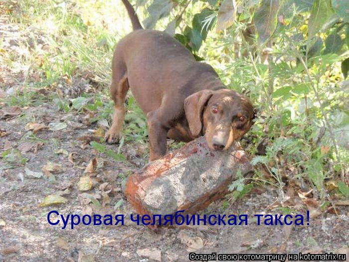 Суровая челябинская такса!... Котоматрица: Суровая челябинская такса!