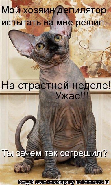 Мой хозяин депилятор испытать на мне решил. На страстной неделе! Ужас!!! Ты зачем так согрешил?... Котоматрица: Мой хозяин депилятор испытать на мне решил. На страстной неделе! Ужас!!! Ты зачем так согрешил?