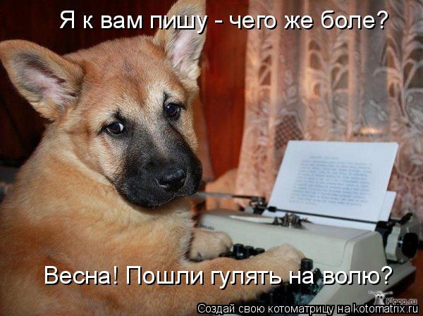 Я к вам пишу - чего же боле? Весна! Пошли гулять на волю?... Котоматрица: Я к вам пишу - чего же боле? Весна! Пошли гулять на волю?