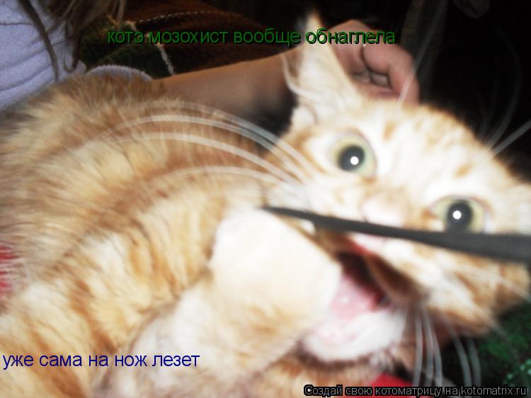 котэ мозохист вообще обнаглела уже сама на нож лезет... Котоматрица: котэ мозохист вообще обнаглела уже сама на нож лезет