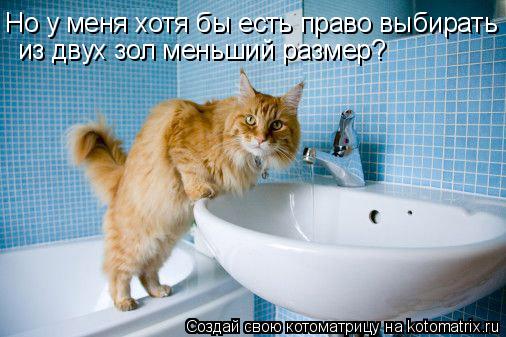 Но у меня хотя бы есть право выбирать из двух зол меньший размер?... Котоматрица: Но у меня хотя бы есть право выбирать из двух зол меньший размер?