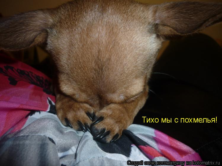 Тихо мы с похмелья!... Котоматрица: Тихо мы с похмелья!