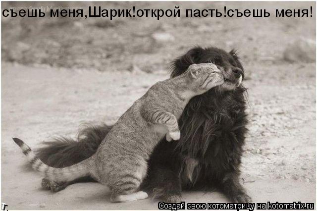 съешь меня,Шарик!открой пасть!съешь меня!... Котоматрица: съешь меня,Шарик!открой пасть!съешь меня!