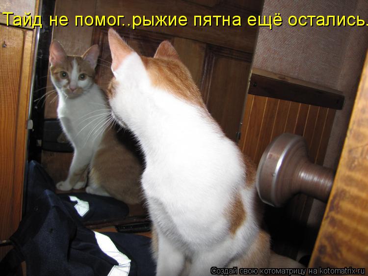 Тайд не помог..рыжие пятна ещё остались..... Котоматрица: Тайд не помог..рыжие пятна ещё остались..