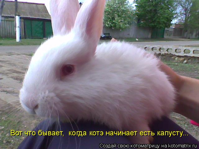 Вот что бывает, когда котэ начинает есть капусту...... Котоматрица: Вот что бывает, когда котэ начинает есть капусту...