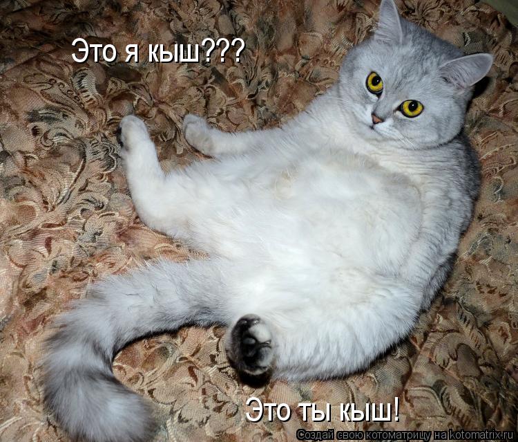Это я кыш??? Это ты кыш!... Котоматрица: Это я кыш??? Это ты кыш!