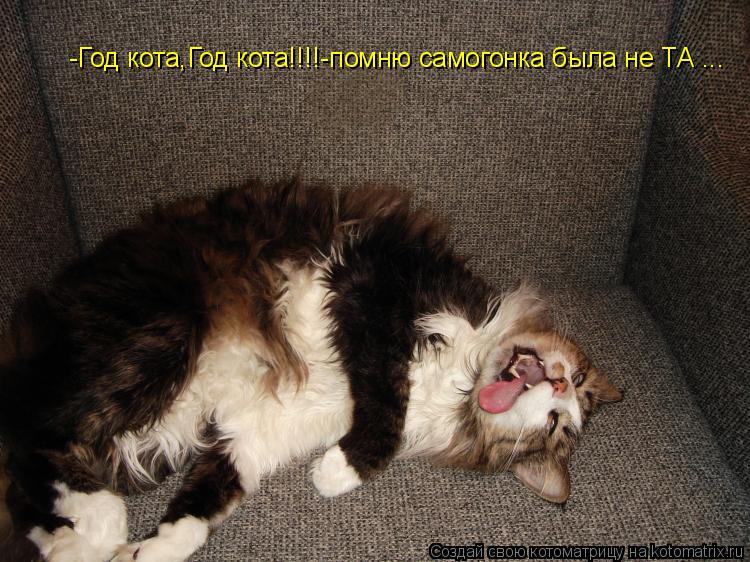 -Год кота,Год кота!!!!-помню самогонка была не ТА ...... Котоматрица: -Год кота,Год кота!!!!-помню самогонка была не ТА ...