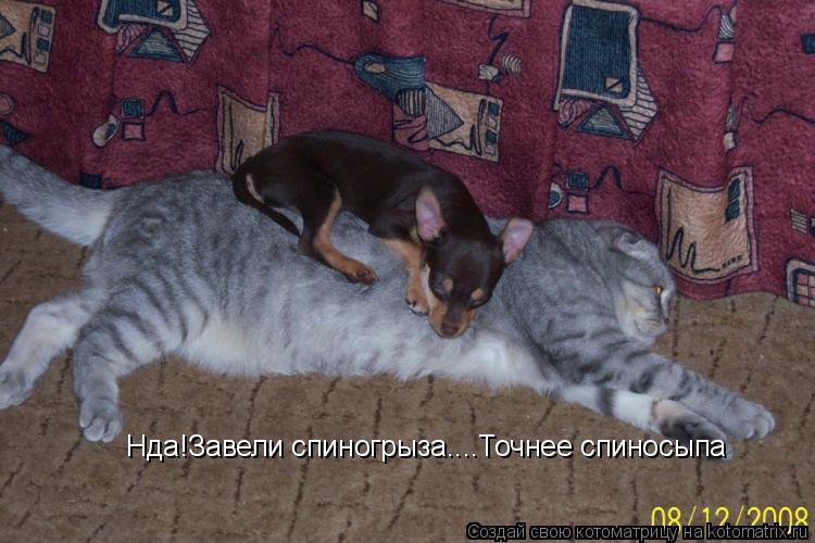 Нда!Завели спиногрыза....Точнее спиносыпа... Котоматрица: Нда!Завели спиногрыза....Точнее спиносыпа