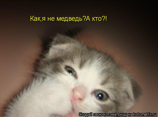 Как,я не медведь?А кто?!... Котоматрица: Как,я не медведь?А кто?!