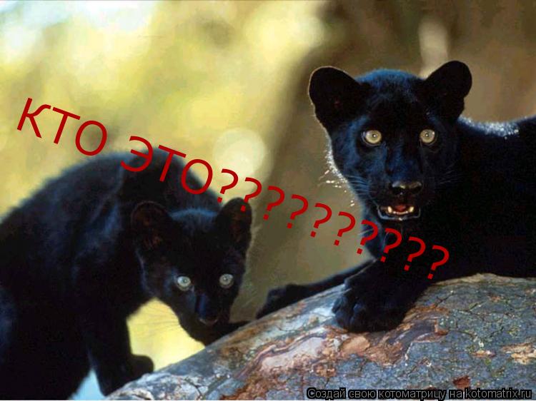 КТО ЭТО??????????... Котоматрица: КТО ЭТО??????????