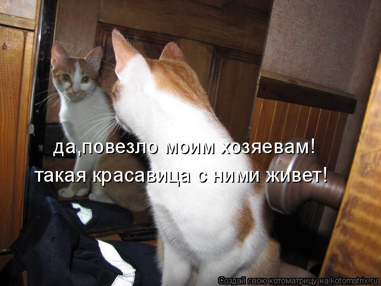 да,повезло моим хозяевам! такая красавица с ними живет!... Котоматрица: да,повезло моим хозяевам! такая красавица с ними живет!