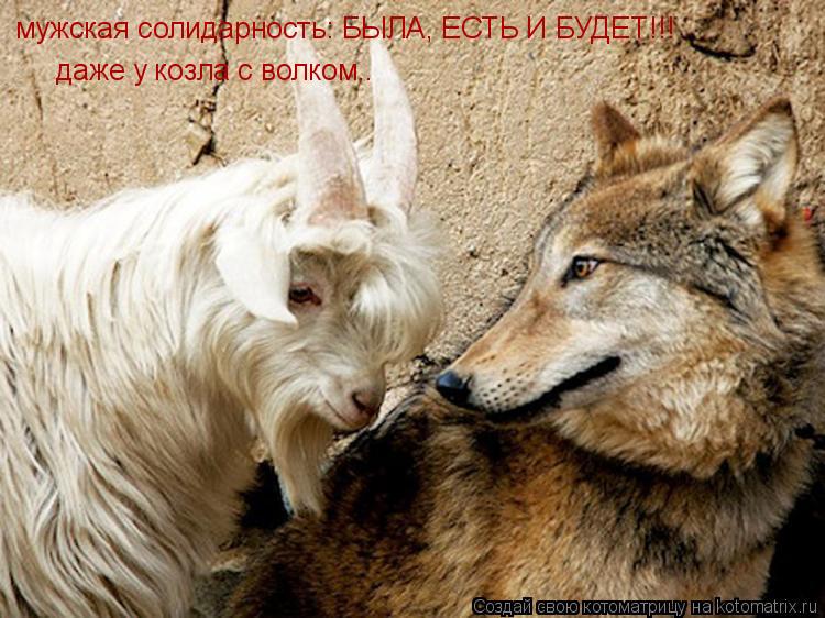 мужская солидарность: БЫЛА, ЕСТЬ И БУДЕТ!!! даже у козла с волком..... Котоматрица: мужская солидарность: БЫЛА, ЕСТЬ И БУДЕТ!!! даже у козла с волком..