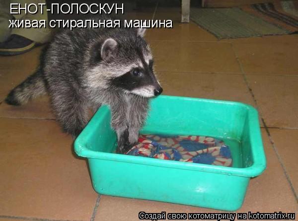 ЕНОТ-ПОЛОСКУН живая стиральная машина... Котоматрица: ЕНОТ-ПОЛОСКУН живая стиральная машина