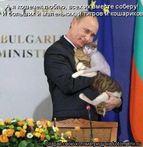 Котоматрица: А я кошечек люблю, всех их вместе соберу! И больших и маленьких, и тигров и кошариков!