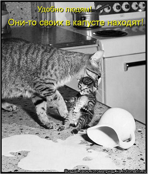 Удобно людям! Они-то своих в капусте находят!... Котоматрица: Удобно людям! Они-то своих в капусте находят!