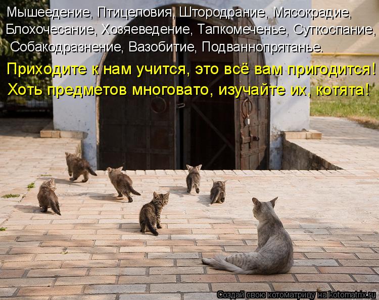 Мышеедение, Птицеловия, Штородрание, Мясокрадие, Собакодразнение, Вазобитие, Подваннопрятанье. Бло... Котоматрица: Мышеедение, Птицеловия, Штородрание, Мясокрадие, Собакодразнение, Вазобитие, Подваннопрятанье. Блохочесание, Хозяеведение, Тапкомеченье