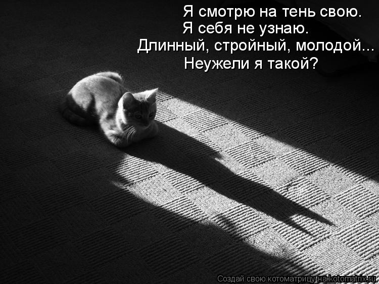 Я смотрю на тень свою. Я себя не узнаю. Длинный, стройный, молодой... Неужели я такой?... Котоматрица: Я смотрю на тень свою. Я себя не узнаю. Длинный, стройный, молодой... Неужели я такой?