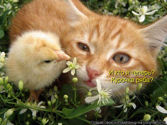 И кто я теперь? Курочка ряба?... Котоматрица: И кто я теперь? Курочка ряба?
