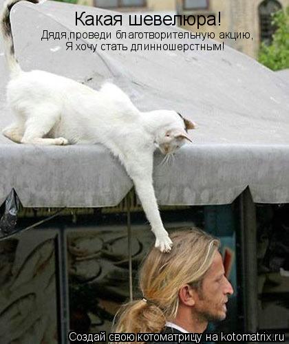 Какая шевелюра! Дядя,проведи благотворительную акцию, Я хочу стать длинношерстным!... Котоматрица: Какая шевелюра! Дядя,проведи благотворительную акцию, Я хочу стать длинношерстным!