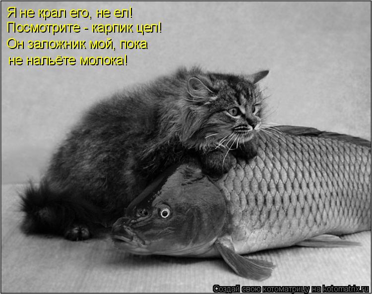 Я не крал его, не ел! Посмотрите - карпик цел! Он заложник мой, пока не нальёте молока!... Котоматрица: Я не крал его, не ел! Посмотрите - карпик цел! Он заложник мой, пока не нальёте молока!