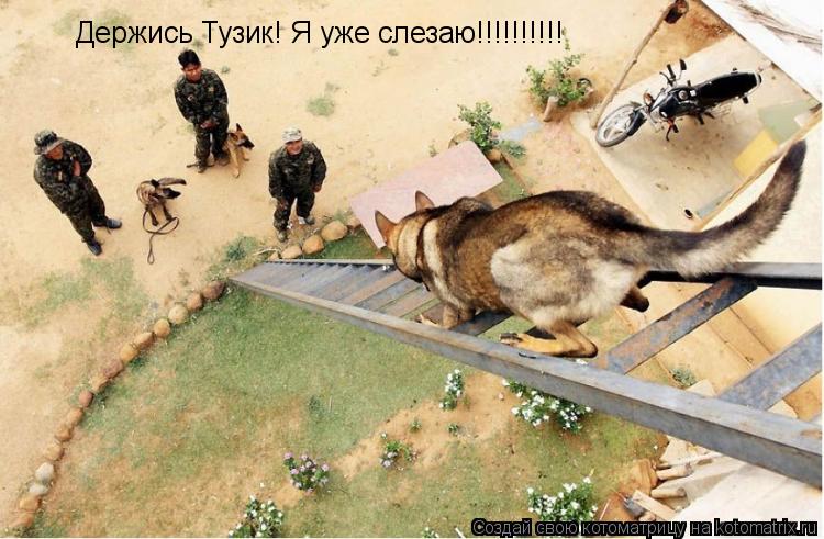 Держись Тузик! Я уже слезаю!!!!!!!!!!... Котоматрица: Держись Тузик! Я уже слезаю!!!!!!!!!!