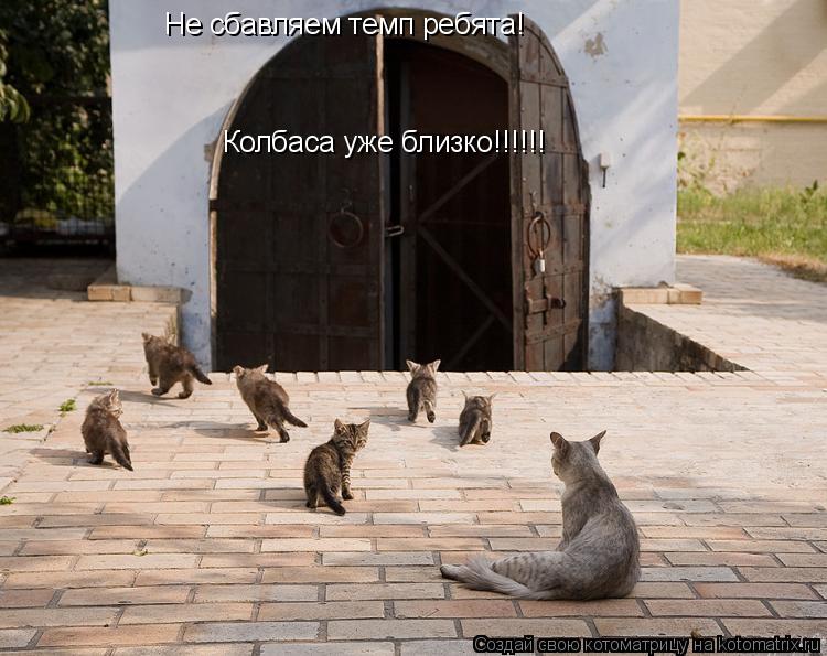 Не сбавляем темп ребята! Колбаса уже близко!!!!!!... Котоматрица: Не сбавляем темп ребята! Колбаса уже близко!!!!!!