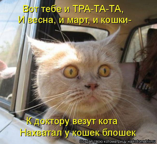 Вот тебе и ТРА-ТА-ТА, И весна, и март, и кошки- К доктору везут кота Нахватал у кошек блошек... Котоматрица: Вот тебе и ТРА-ТА-ТА, И весна, и март, и кошки- К доктору везут кота Нахватал у кошек блошек