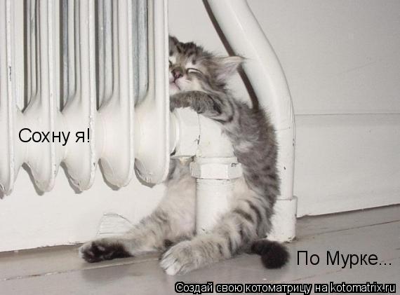 Сохну я! По Мурке...... Котоматрица: Сохну я! По Мурке...