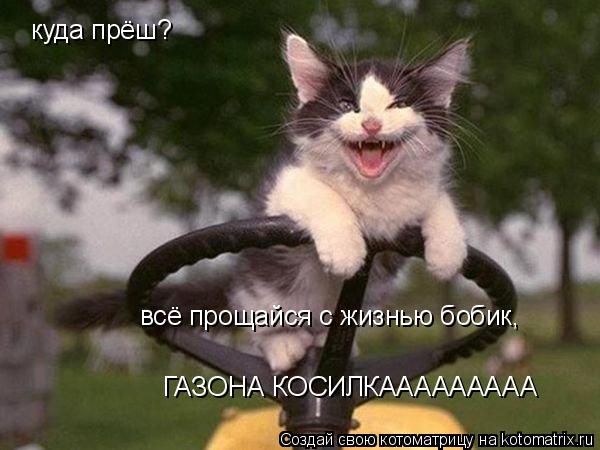 куда прёш? всё прощайся с жизнью бобик, ГАЗОНА КОСИЛКААААААААА... Котоматрица: куда прёш? всё прощайся с жизнью бобик, ГАЗОНА КОСИЛКААААААААА