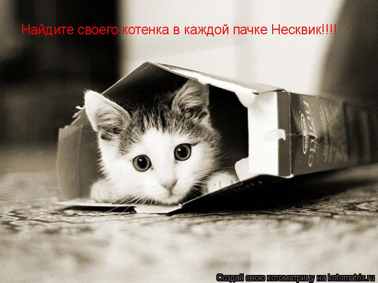 Найдите своего котенка в каждой пачке Несквик!!!!... Котоматрица: Найдите своего котенка в каждой пачке Несквик!!!!