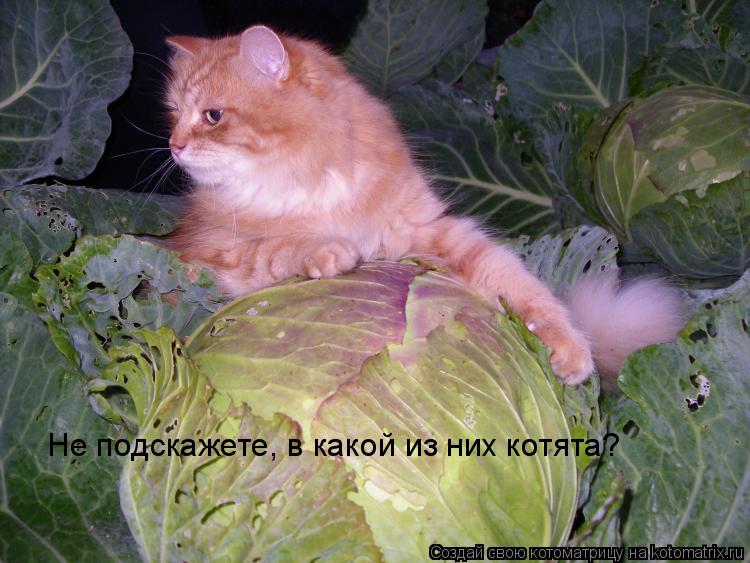 Не подскажете, в какой из них котята?... Котоматрица: Не подскажете, в какой из них котята?