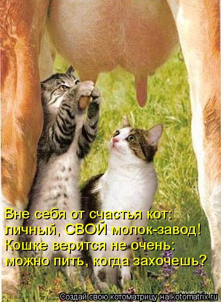 личный, СВОЙ молок-завод! Кошке верится не очень: можно пить, когда захочешь? Вне себя от счастья кот... Котоматрица: личный, СВОЙ молок-завод! Кошке верится не очень: можно пить, когда захочешь? Вне себя от счастья кот: