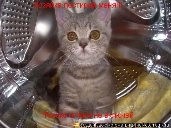 Хозяйка постирай меня!!! Только отжим не включай... Котоматрица: Хозяйка постирай меня!!! Только отжим не включай