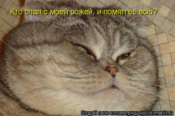 Кто спал с моей рожей, и помял её всю?... Котоматрица: Кто спал с моей рожей, и помял её всю?