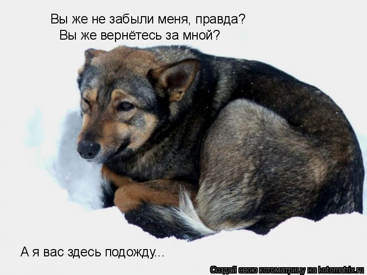 Вы же не забыли меня, правда? Вы же вернётесь за мной? А я вас здесь подожду...... Котоматрица: Вы же не забыли меня, правда? Вы же вернётесь за мной? А я вас здесь подожду...