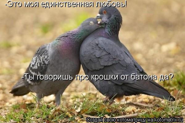 -Это моя единственная любовь! -Ты говоришь про крошки от батона да?... Котоматрица: -Это моя единственная любовь! -Ты говоришь про крошки от батона да?